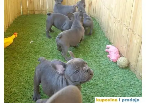 Plavi francuski buldog - 10/11