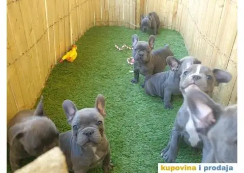 Plavi francuski buldog - 11/11