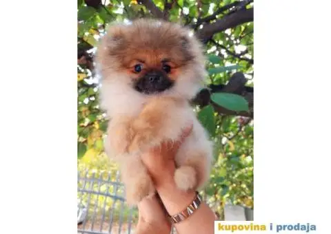 POMERANAC medvedići - 1/5