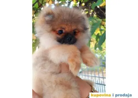 POMERANAC medvedići - 2/5