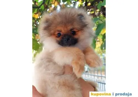 POMERANAC medvedići - 3/5