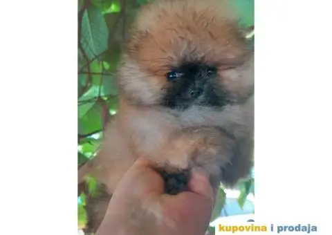 POMERANAC medvedići - 5/5