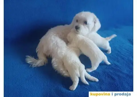 Maltezer štenci - 1/8