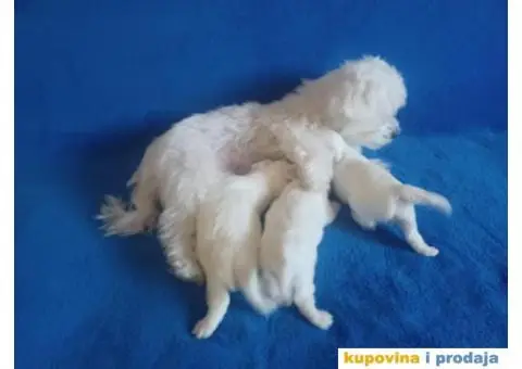 Maltezer štenci - 2/8