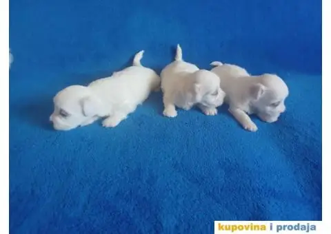 Maltezer štenci - 3/8