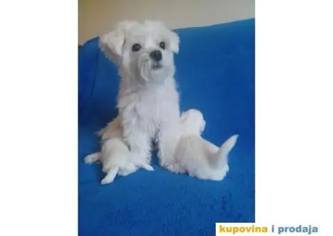 Maltezer štenci - 4/8