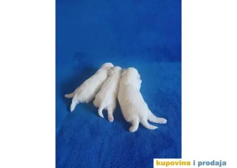 Maltezer štenci - 5/8