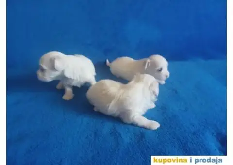 Maltezer štenci - 6/8