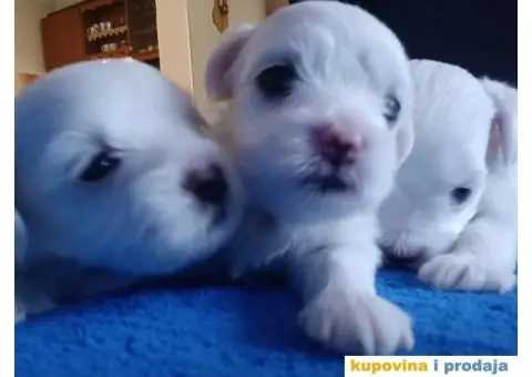 Maltezer štenci - 7/8