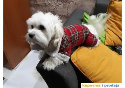 Maltezer štenci - 8/8