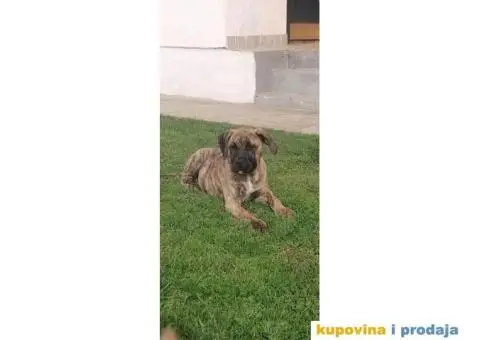 Presa Canario - 2/9