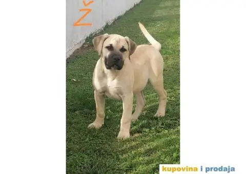 Presa Canario - 6/9
