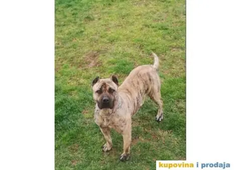 Presa Canario - 7/9