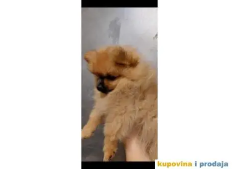 Pomeranac TOP štenci - 6/12