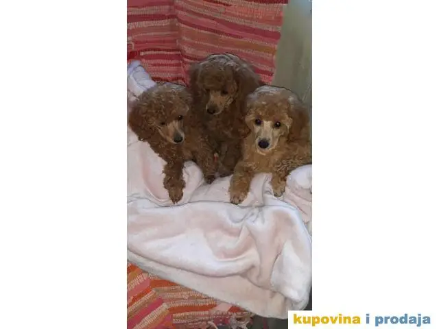 Poodles - 1