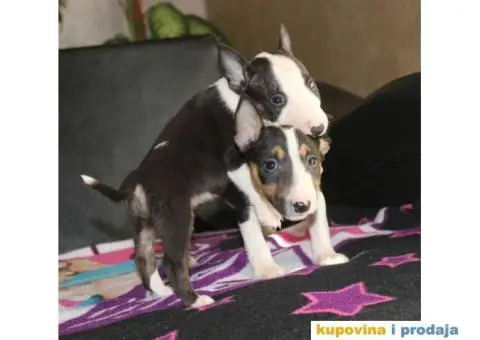 Mini bull terijer - 2/6