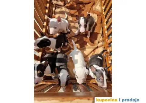 Mini bull terijer - 3/6