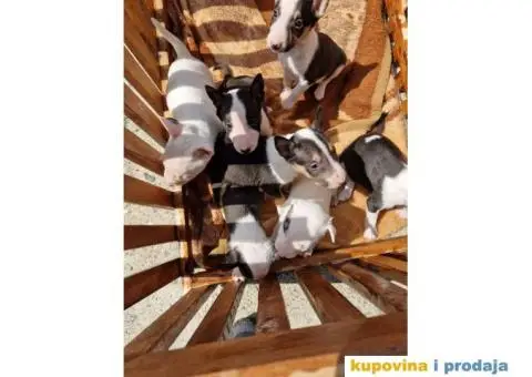 Mini bull terijer - 5/6