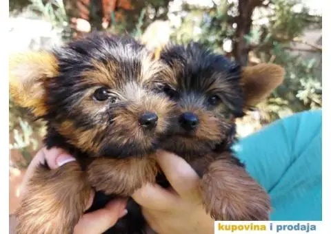 Stenci Jorksirskog terijera - 1/9