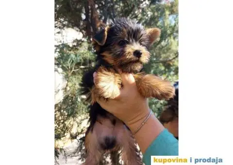 Stenci Jorksirskog terijera - 2/9