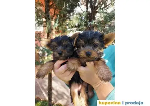 Stenci Jorksirskog terijera - 3/9