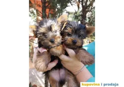 Stenci Jorksirskog terijera - 4/9