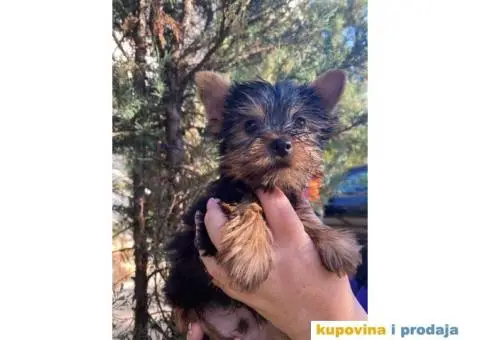 Stenci Jorksirskog terijera - 5/9