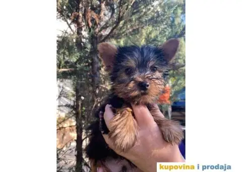 Stenci Jorksirskog terijera - 6/9