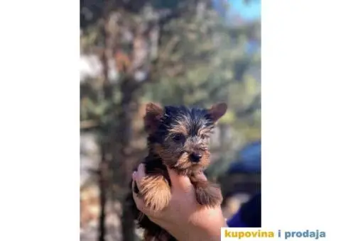 Stenci Jorksirskog terijera - 7/9