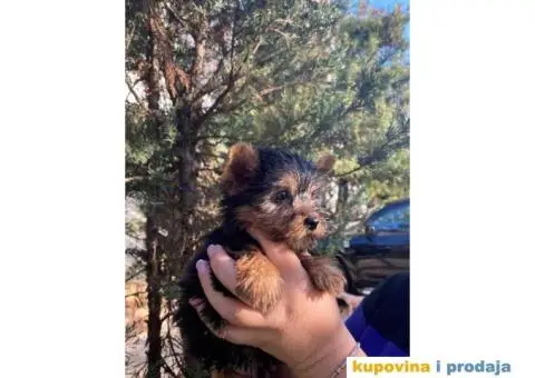 Stenci Jorksirskog terijera - 8/9