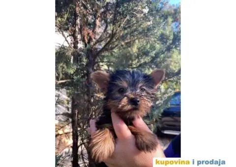 Stenci Jorksirskog terijera - 9/9