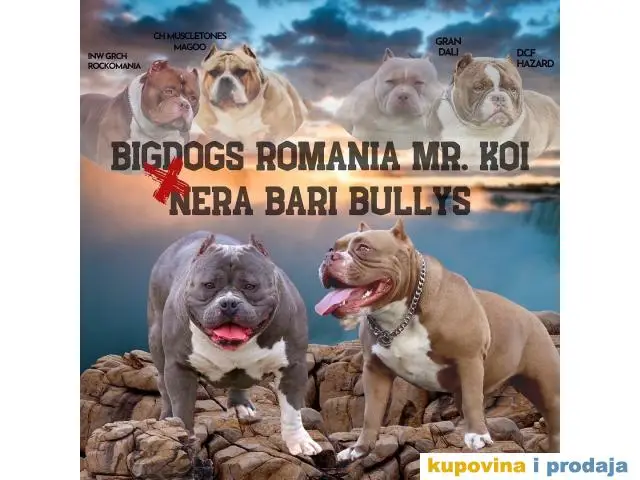 American pocket bully - 1