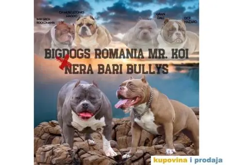 American pocket bully - 1/15