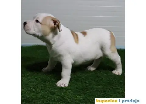 American pocket bully - 2/15
