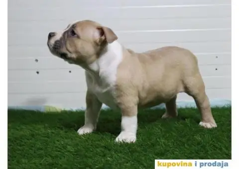 American pocket bully - 3/15