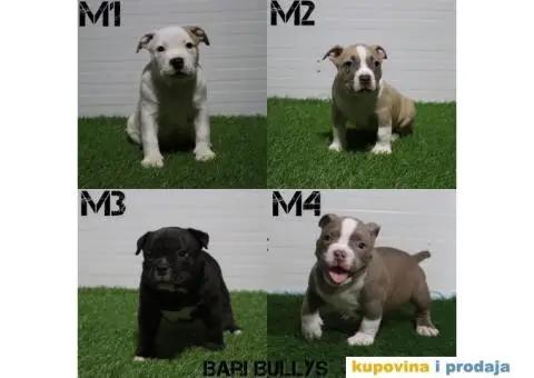 American pocket bully - 4/15