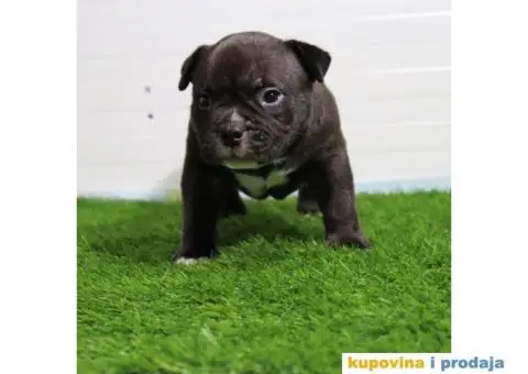 American pocket bully - 5/15