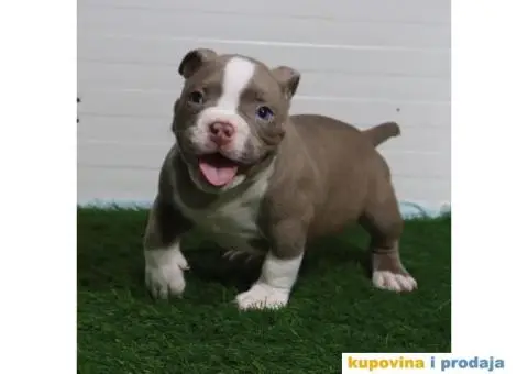 American pocket bully - 6/15