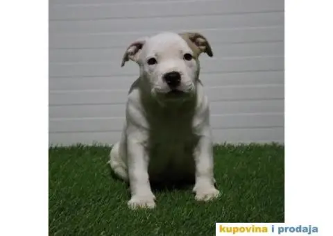 American pocket bully - 7/15