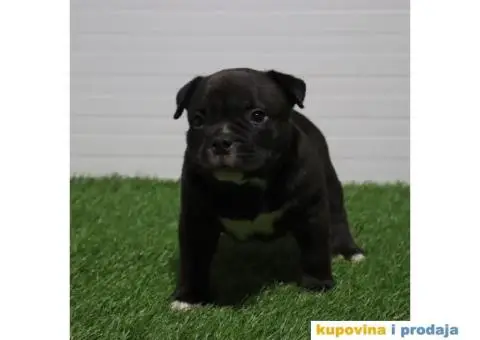 American pocket bully - 8/15