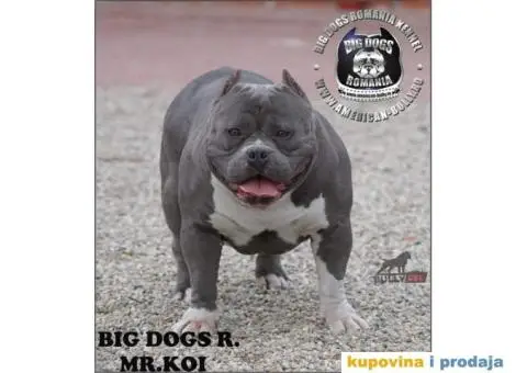 American pocket bully - 9/15