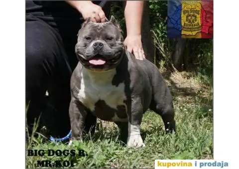 American pocket bully - 10/15