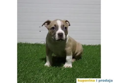 American pocket bully - 11/15