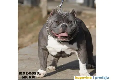 American pocket bully - 12/15