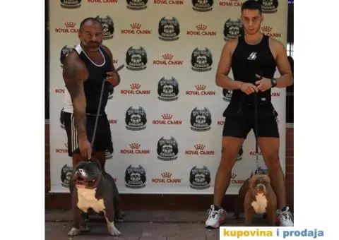 American pocket bully - 13/15