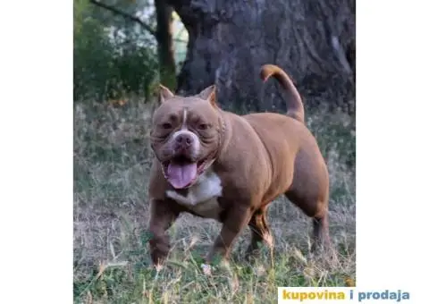 American pocket bully - 14/15