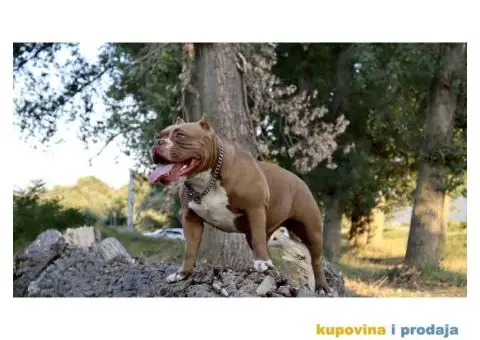 American pocket bully - 15/15