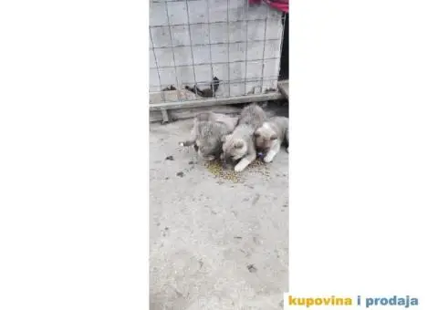 Akito ino štenci na prodaju - 1/5