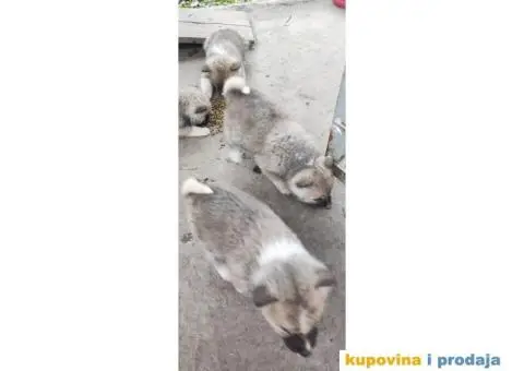 Akito ino štenci na prodaju - 2/5