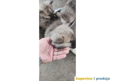 Akito ino štenci na prodaju - 4/5